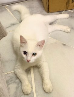 Cici - Turkish Angora Cat