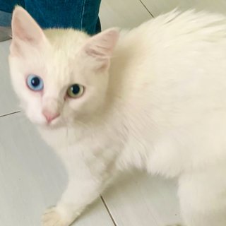 Cici - Turkish Angora Cat