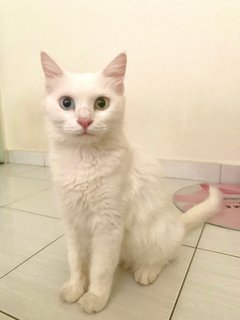 Cici - Turkish Angora Cat