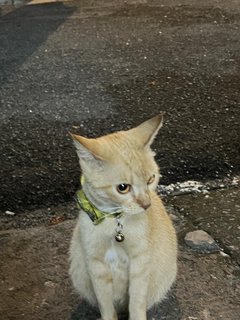 Alizeh - Domestic Medium Hair Cat