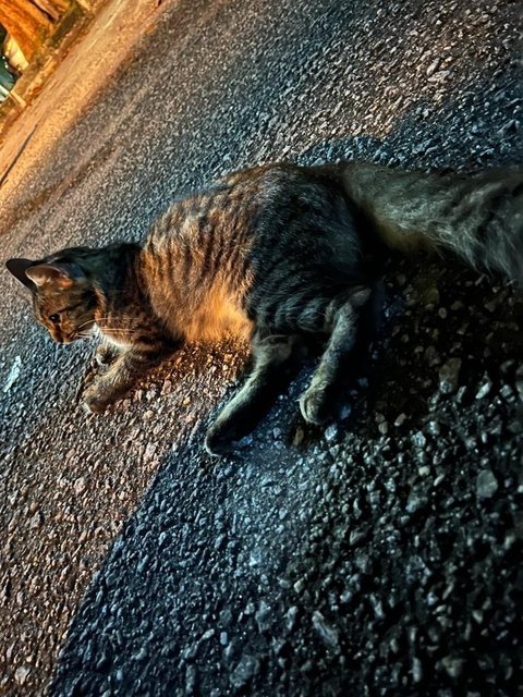 Emilo - Domestic Long Hair Cat