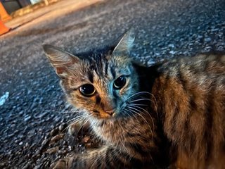 Emilo - Domestic Long Hair Cat