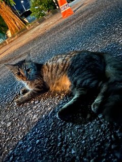 Emilo - Domestic Long Hair Cat