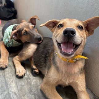 Captain &amp; Cola - Mixed Breed Dog