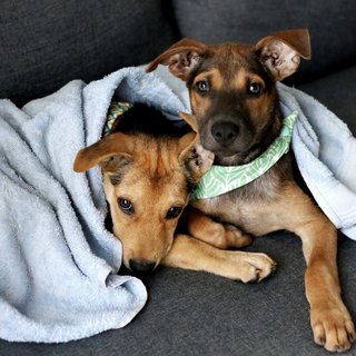 Captain &amp; Cola - Mixed Breed Dog