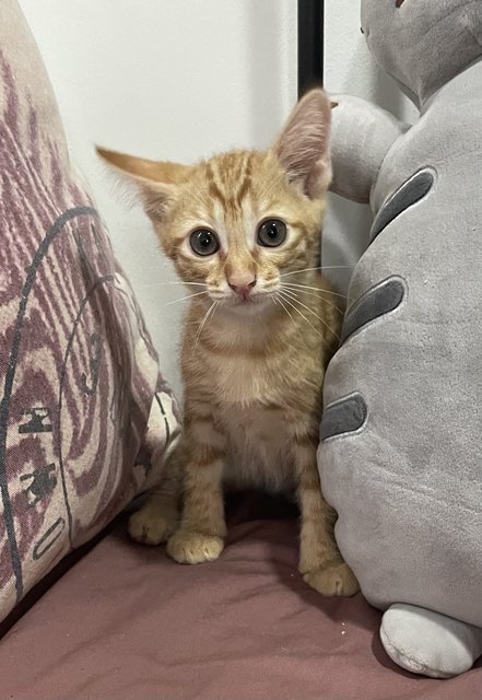 Clementine  - Domestic Short Hair Cat