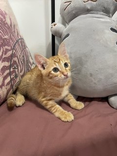 Clementine  - Domestic Short Hair Cat