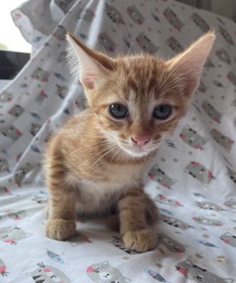 Clementine  - Domestic Short Hair Cat