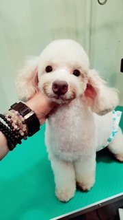 Didi - Poodle Dog