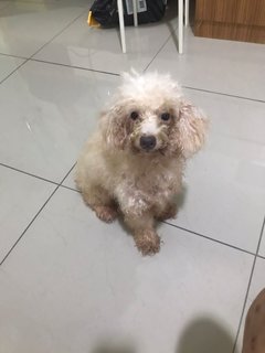 Didi - Poodle Dog