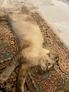 Lily - Domestic Long Hair + Balinese Cat