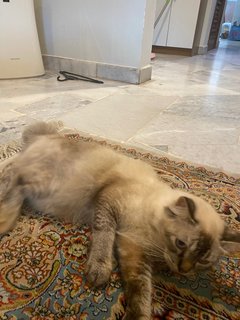 Lily - Domestic Long Hair + Balinese Cat