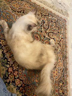 Lulu - Domestic Long Hair + Balinese Cat