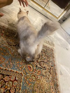 Lulu - Domestic Long Hair + Balinese Cat