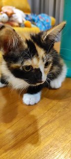 Caramel - Domestic Short Hair + Calico Cat