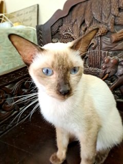 Cc - Siamese Cat