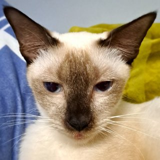 Cc - Siamese Cat