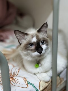 Leo - Ragdoll Cat