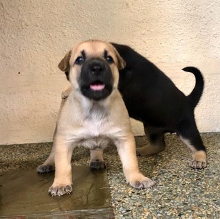 Beethoven - Mixed Breed Dog