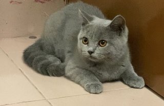 Grey  - British Shorthair Cat