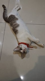 Miyaa - Domestic Short Hair Cat