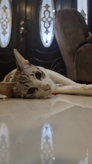 Miyaa - Domestic Short Hair Cat