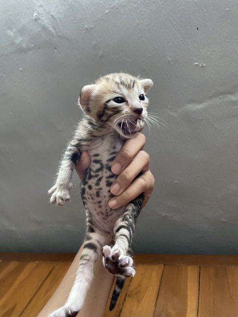 Labu - Domestic Short Hair Cat