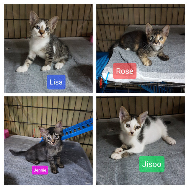 Lisa, Rose, Jennie &amp; Jisoo - Domestic Short Hair Cat