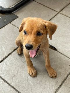 Puppy - Mixed Breed Dog