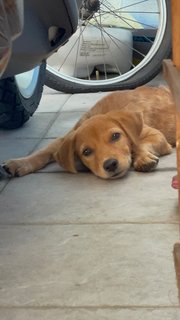 Puppy - Mixed Breed Dog