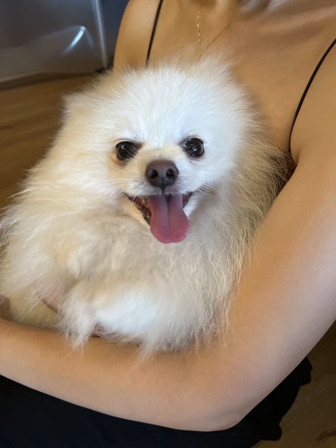 Muffin - Pomeranian Dog