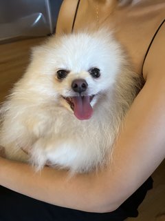 Muffin - Pomeranian Dog