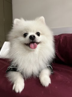 Muffin - Pomeranian Dog