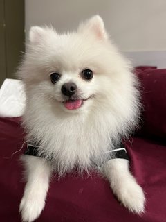 Muffin - Pomeranian Dog