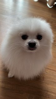 Muffin - Pomeranian Dog