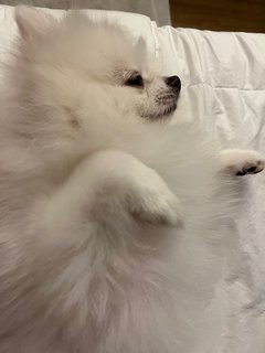 Muffin - Pomeranian Dog