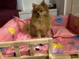 Money - Pomeranian Dog