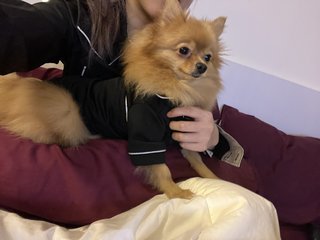 Money - Pomeranian Dog