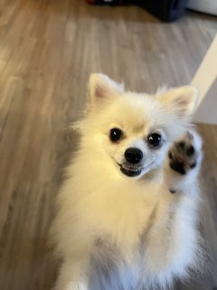 Muaji - Pomeranian Dog