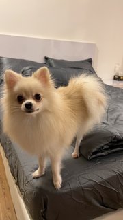 Muaji - Pomeranian Dog