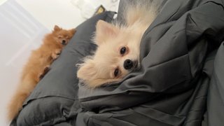 Muaji - Pomeranian Dog