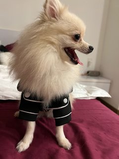 Muaji - Pomeranian Dog