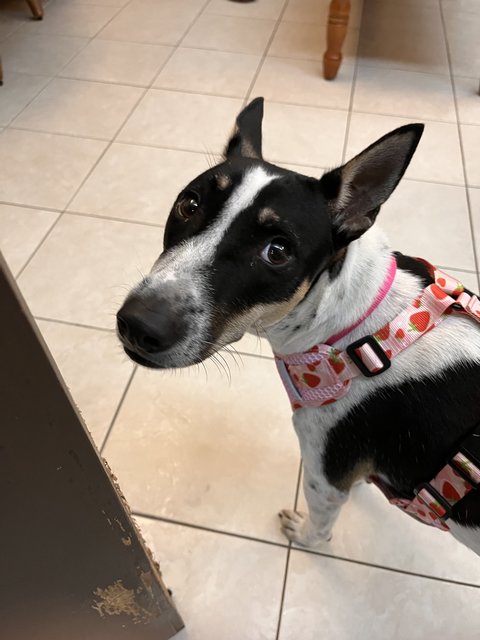 Chubby - Mixed Breed Dog