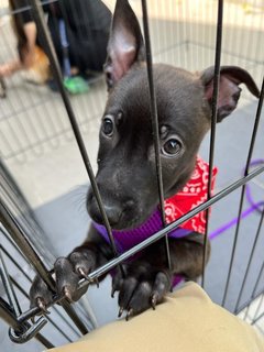 Choco - Mixed Breed Dog