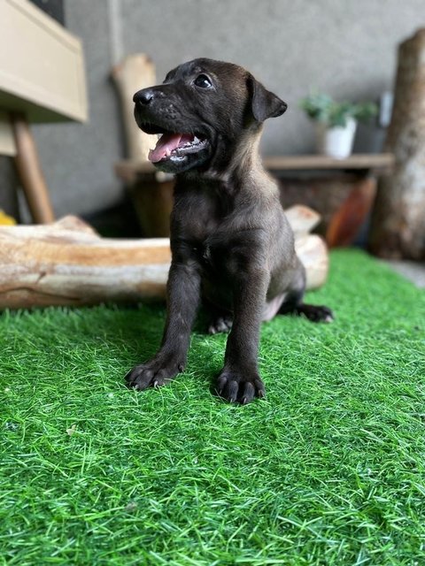 Choco - Mixed Breed Dog