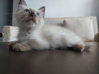 Girl Girl - Himalayan + Siamese Cat