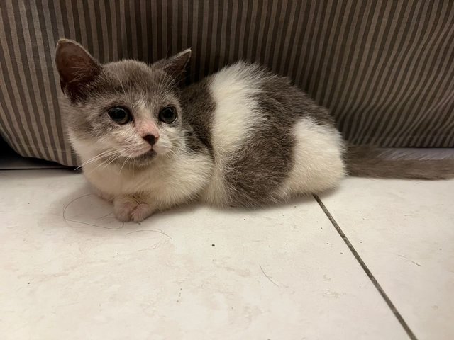 Munchkin - Munchkin Cat