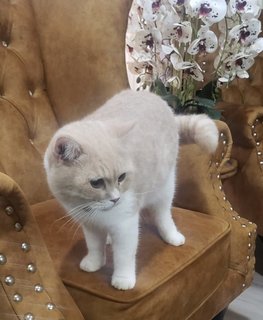 Eden - Domestic Short Hair + British Shorthair Cat