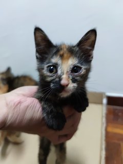 Kitties - Tabby + Calico Cat