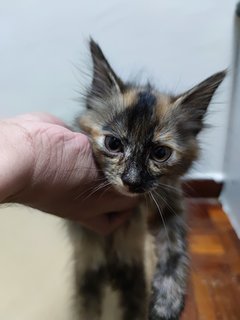 Kitties - Tabby + Calico Cat